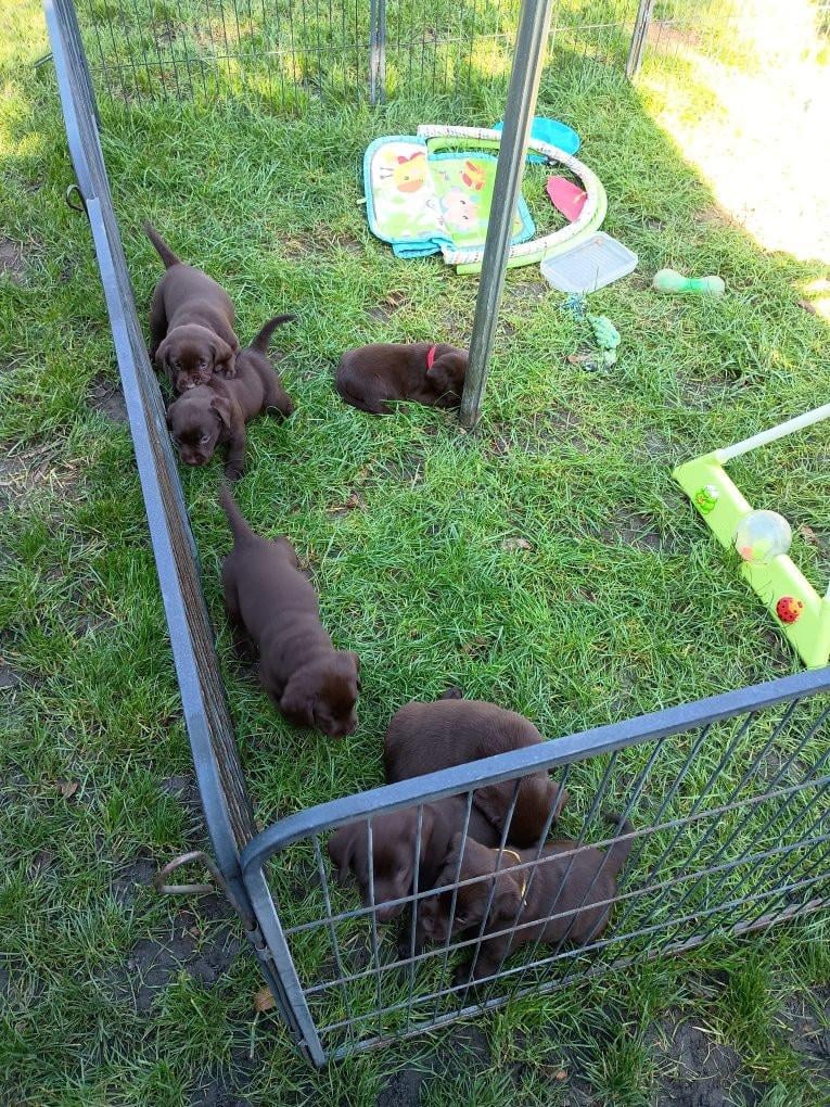 6 labrado puppy's