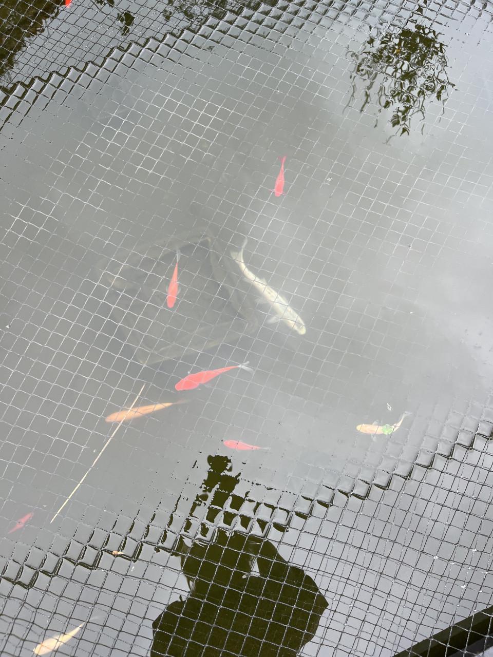 Vijvervissen (groep van ongeveer 30)