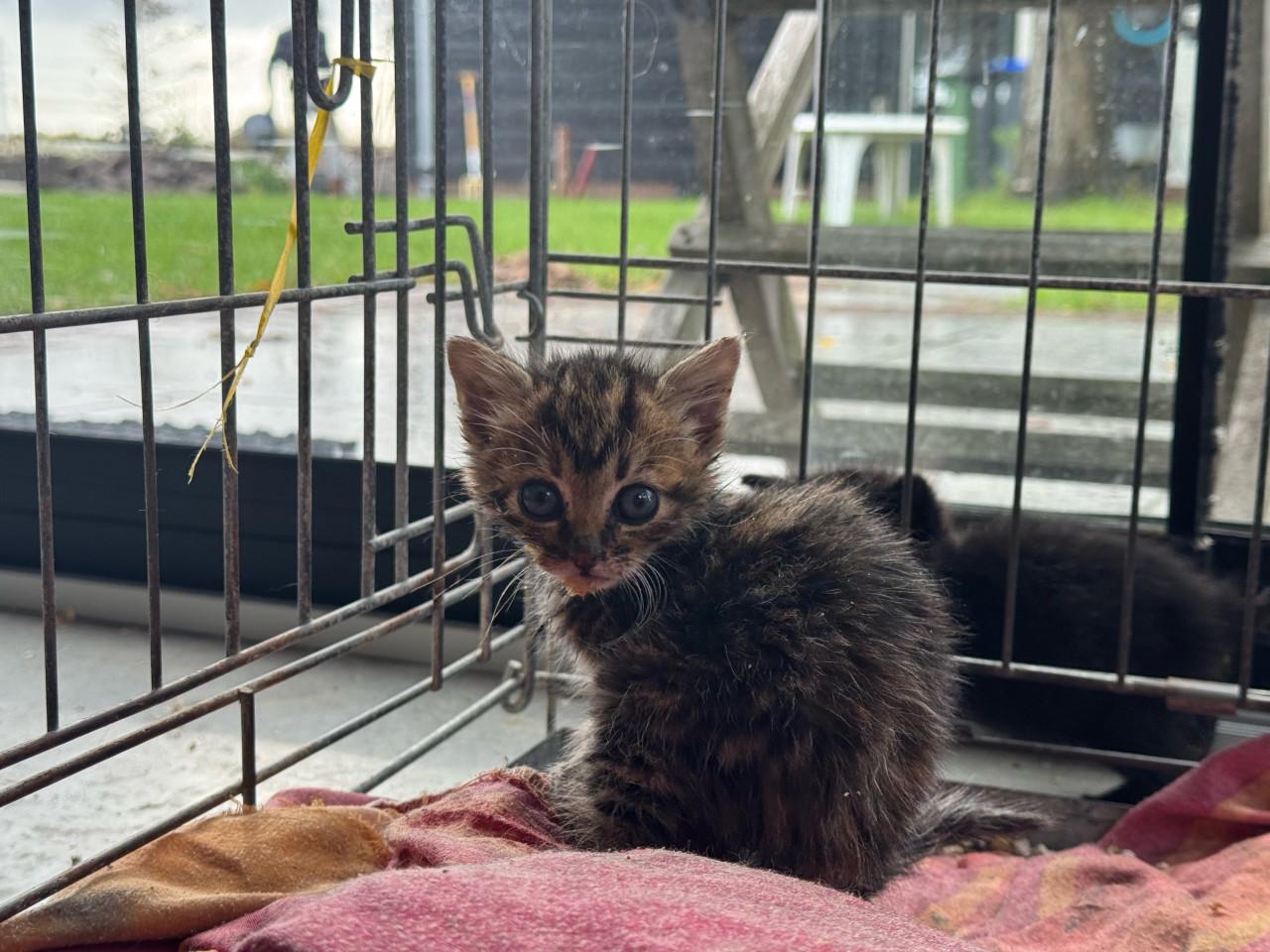 Kittens