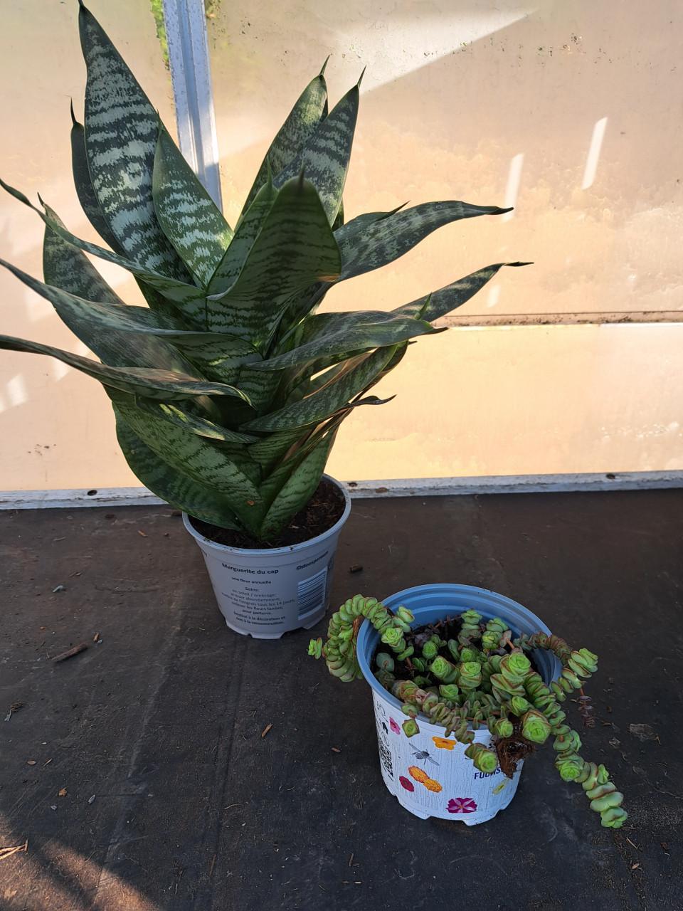 2 KAMER VETPLANTEN