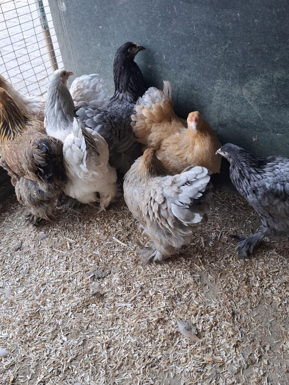 Brahma groot hennen, allerlei kleuren