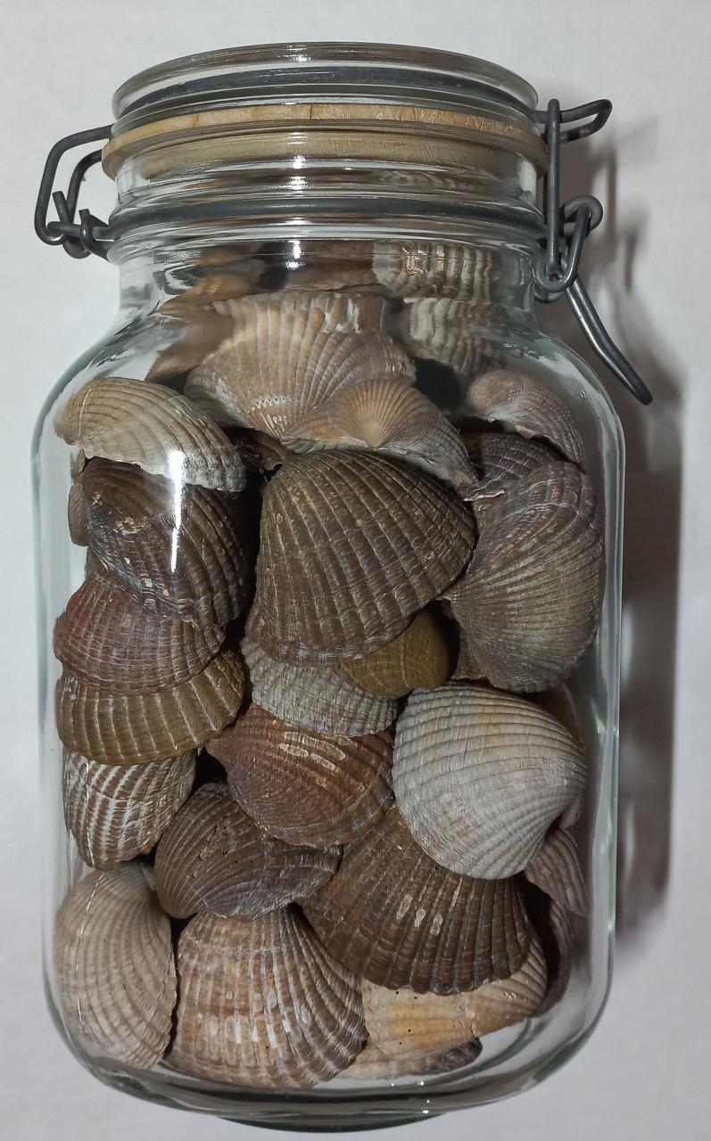 Schelpen in decoratieve glazen potten