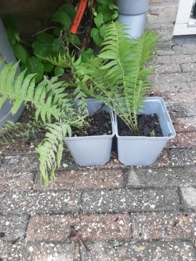 2 stekken Varens gratis