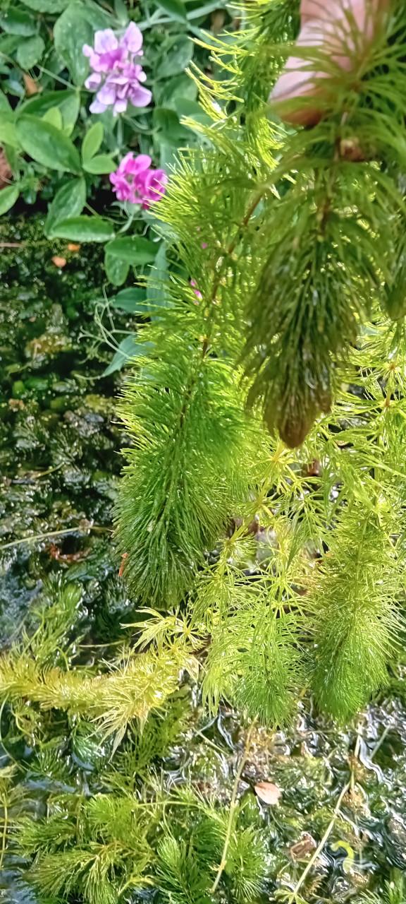 Zuurstofplanten (Hoornblad)