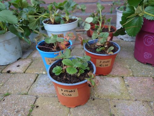 Aardbeienplantjes klein 3 per pot. Biologisch gegroeid!