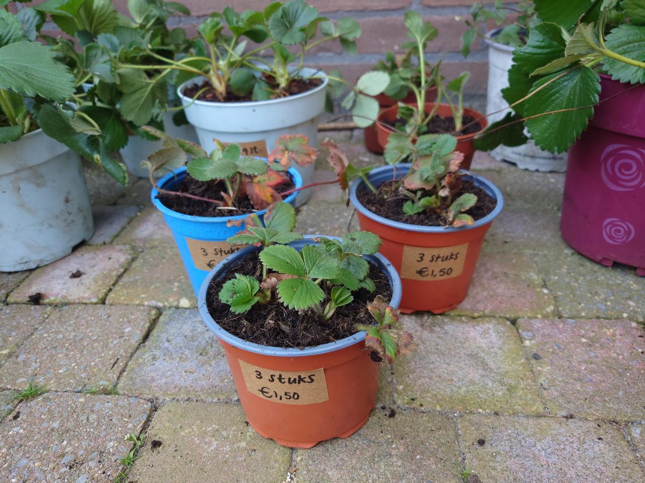 Aardbeienplantjes klein 3 per pot. Biologisch gegroeid!