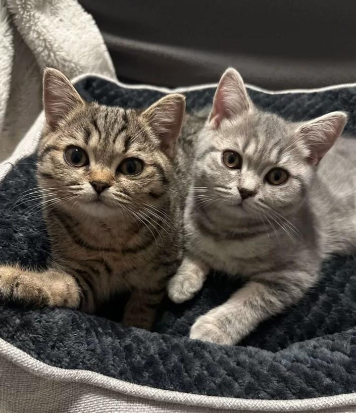 2 kitten poesjes