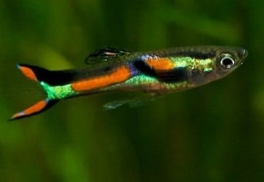 Mooie gezonde guppies
