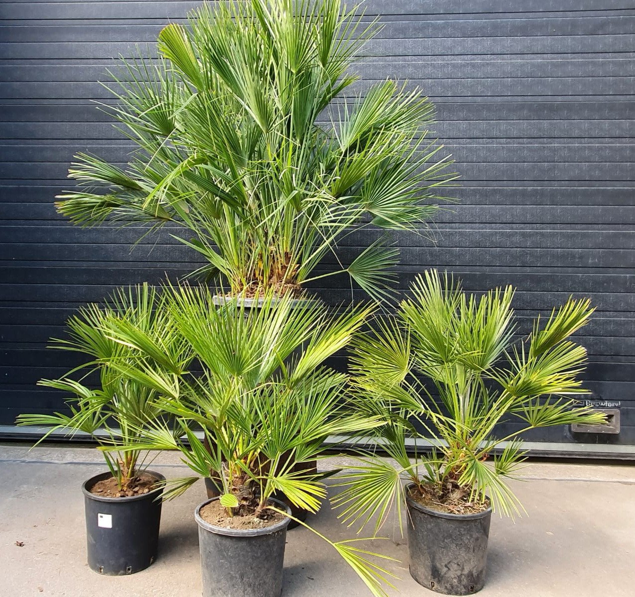 Diverse planten