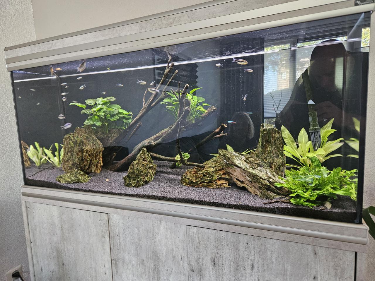 Aquarium 240l incl extern filter en CO2