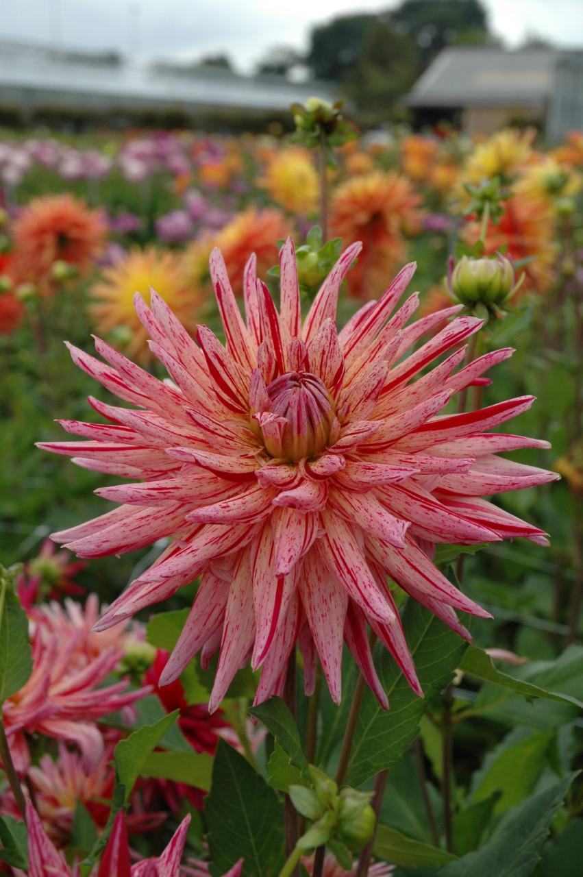 Dahlia's nog in vele soorten en kleuren, prijzen vanaf