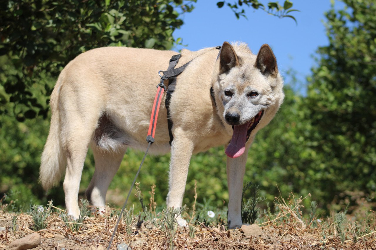 Alora Dog Rescue: Maria is het vertrouwen in de mens niet verloren