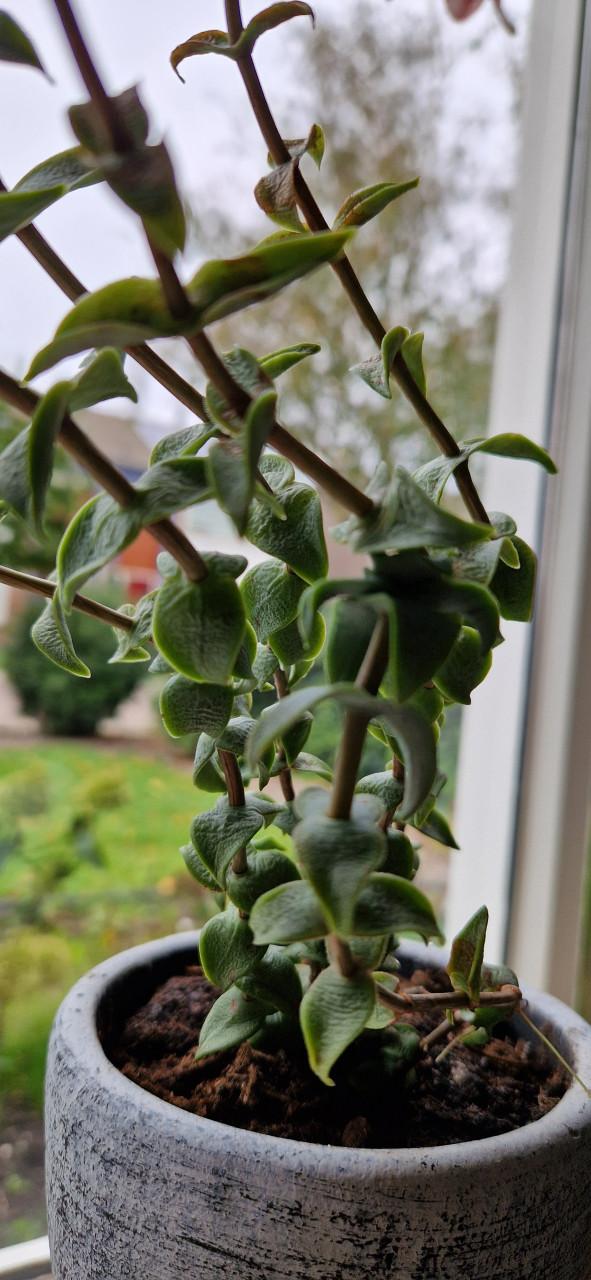 Plantje