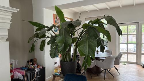 Te koop: grote monstera inclusief pot