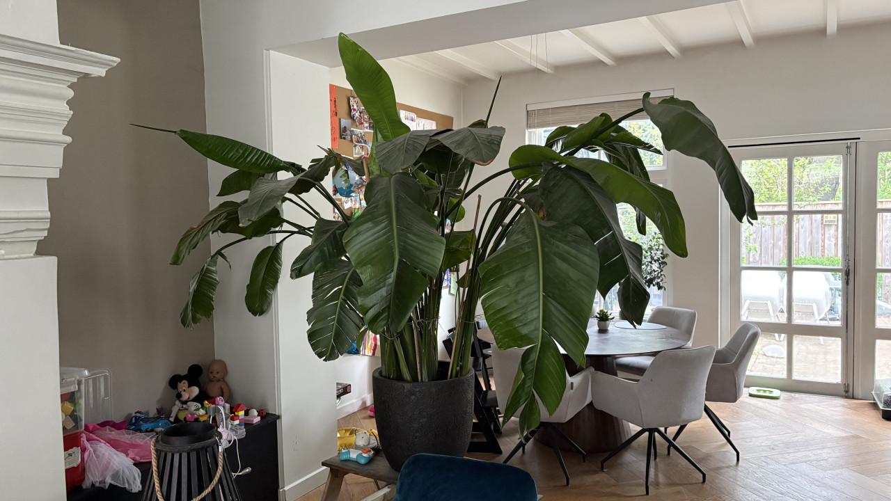 Te koop: grote monstera inclusief pot