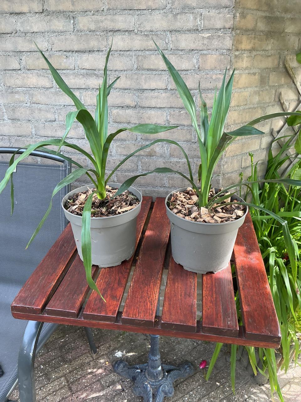 Yucca’s