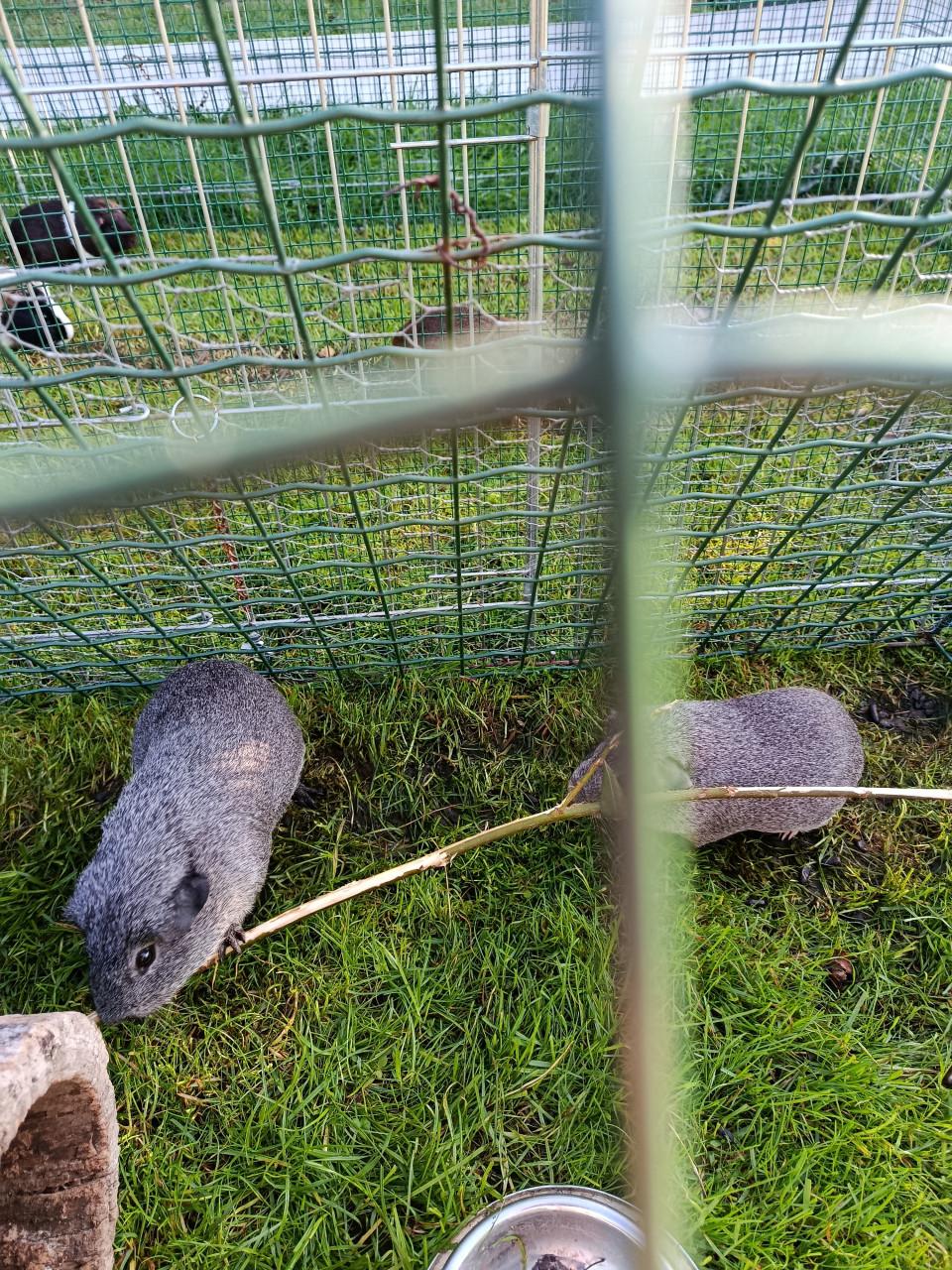Cavia's te koop 5 zeugjes 2 beertjes
