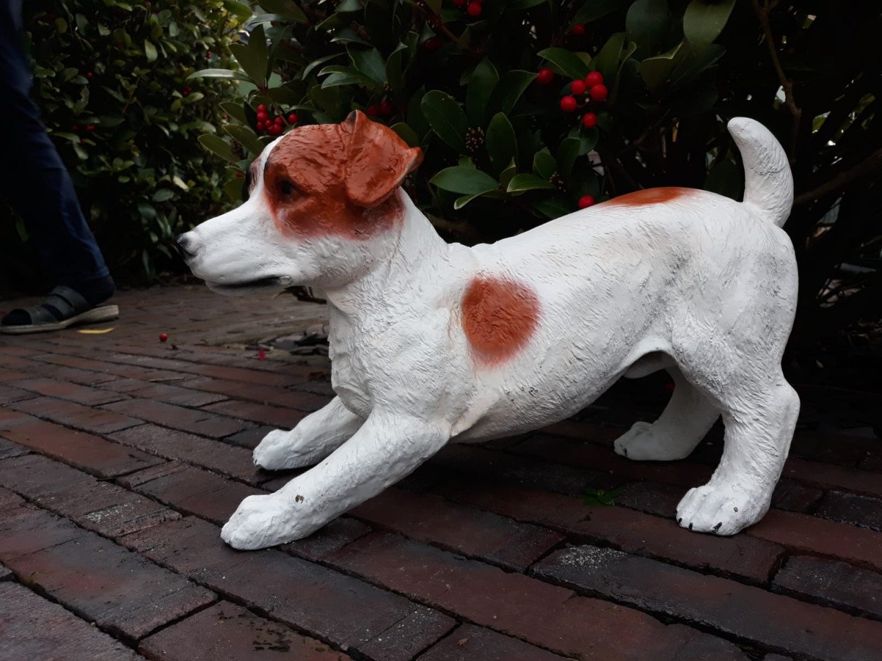 Jack Russel Wakend Bruin Wit