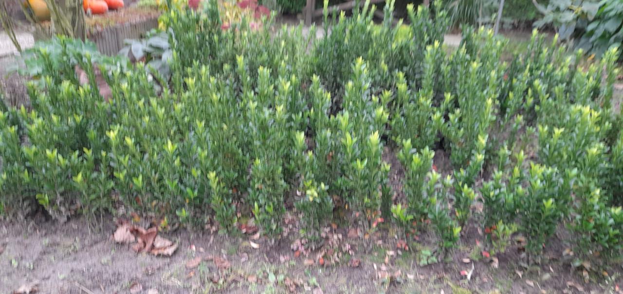 Nieuwe buxus
