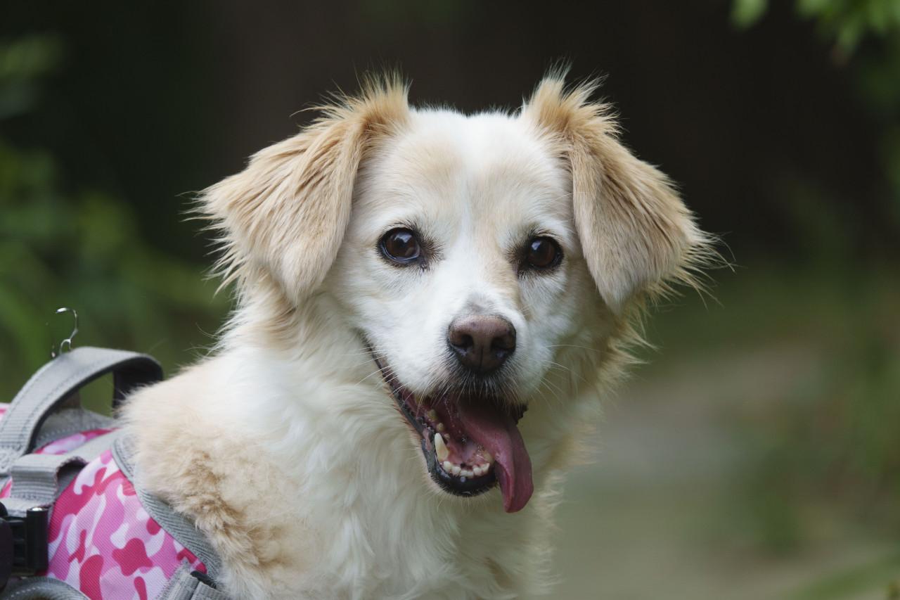 Honden oppas gezocht