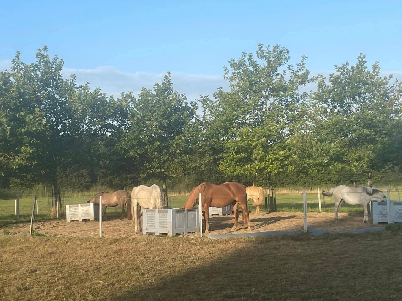 Plek vrij voor paardje