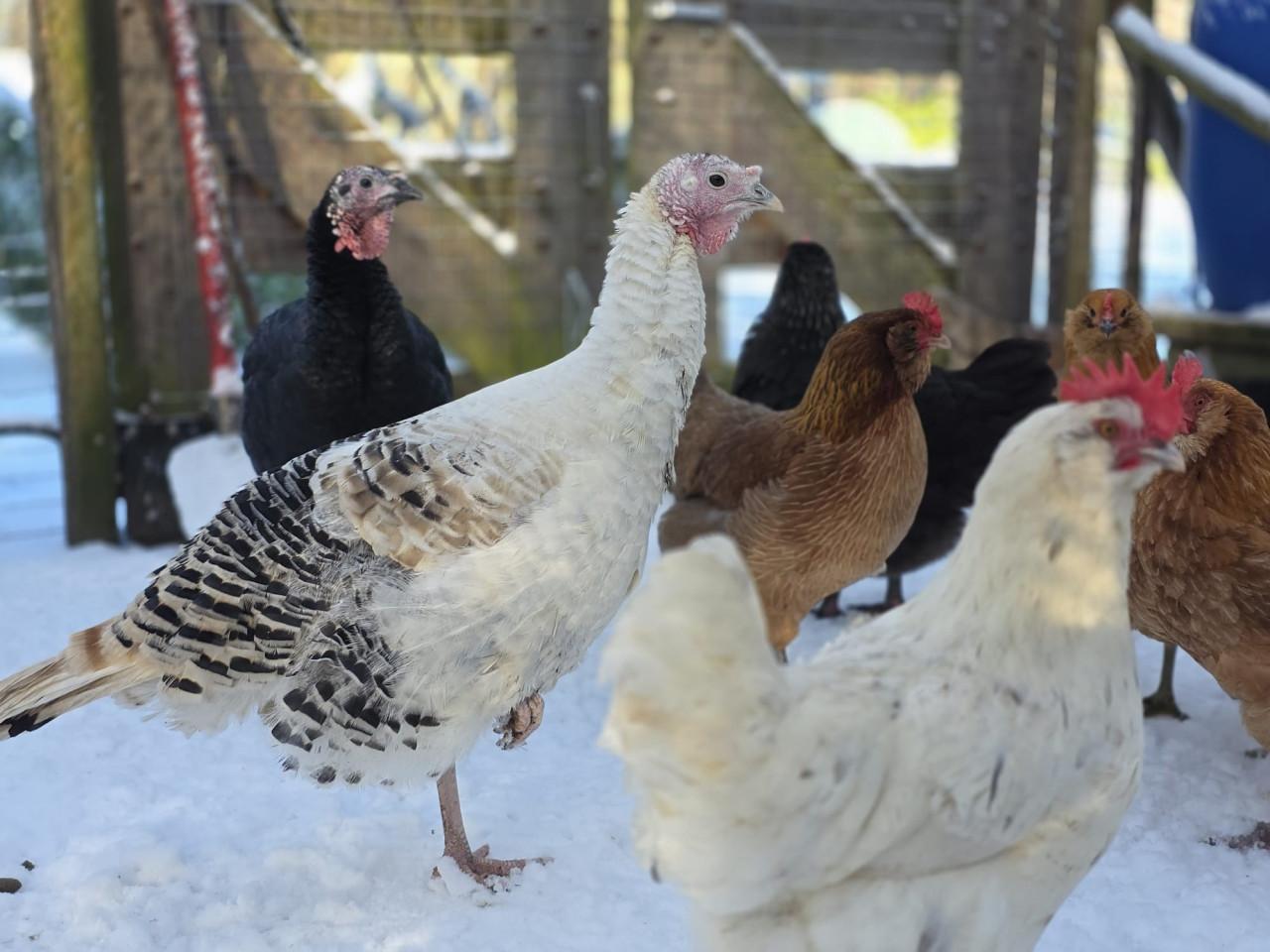 Groep kalkoenen (1 haan + 4 hennen)