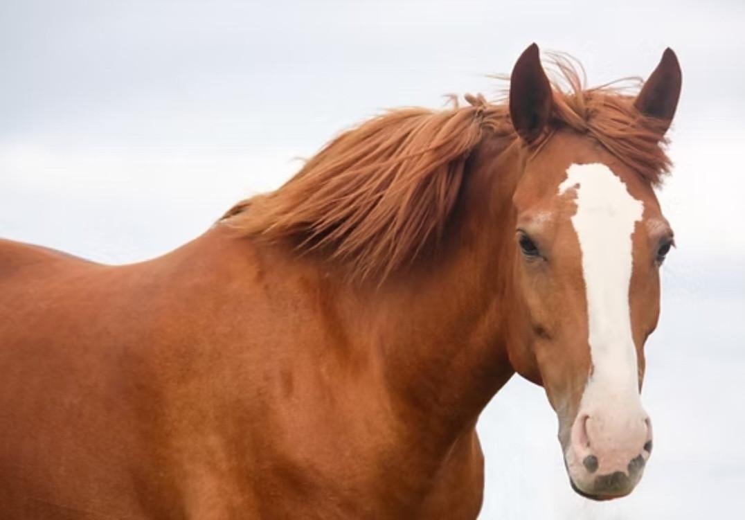 Schitterende Spaanse vos merrie