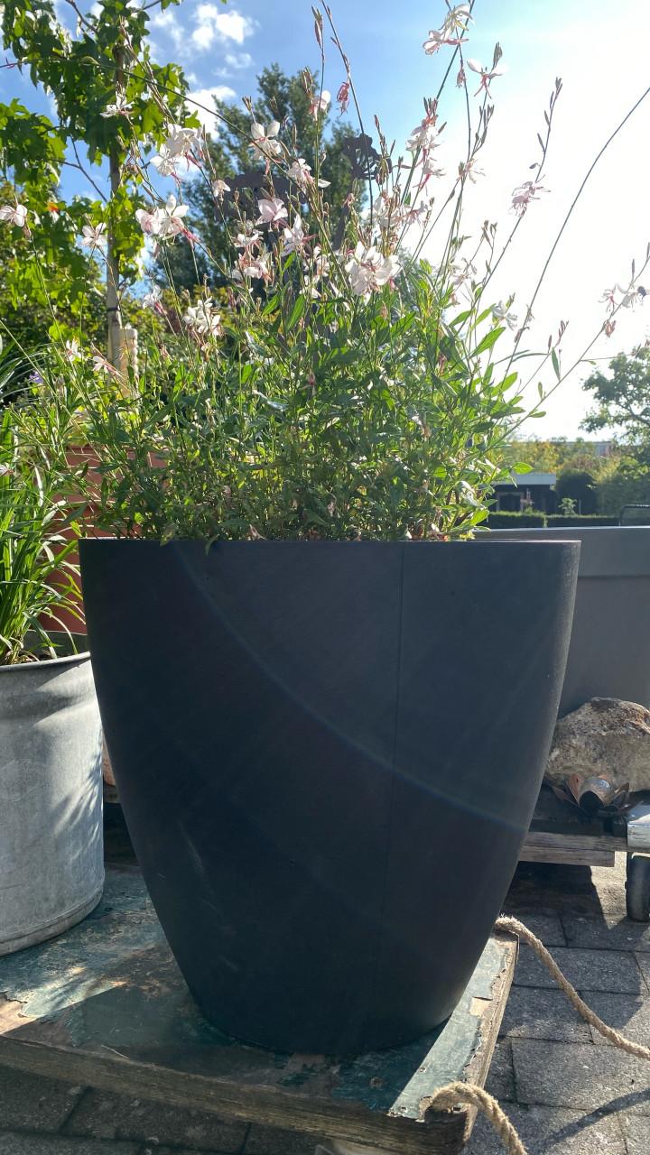 Mooie bloempot met VASTE PLANT 🌼