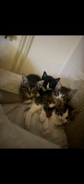 Kittens tekoop