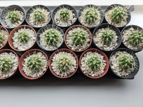 Mooie cactusjes