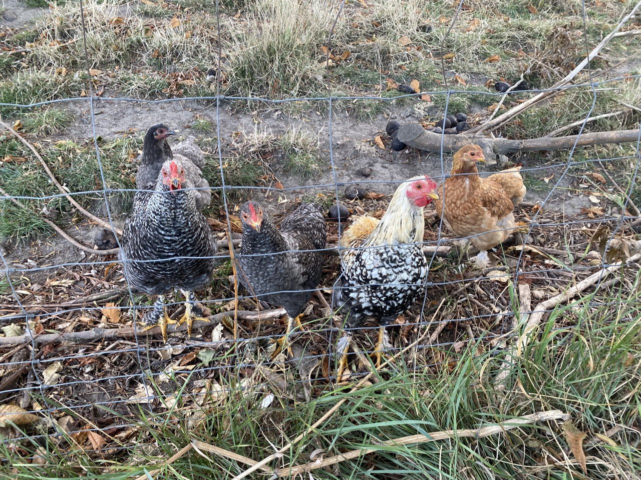 3 jonge hanen