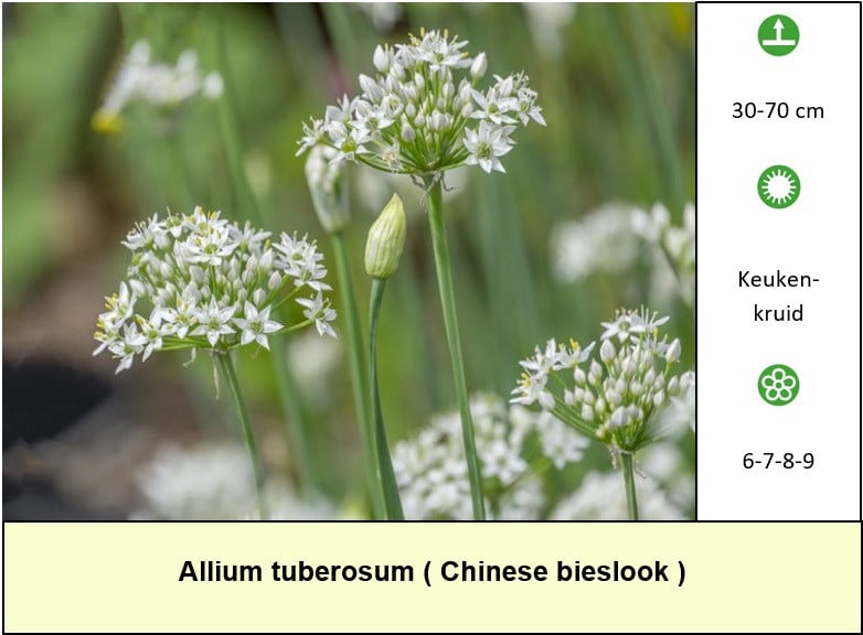 Bijen,- vlinderplanten en siergrassen in ons kraampje voor: € 1,25 p/st.