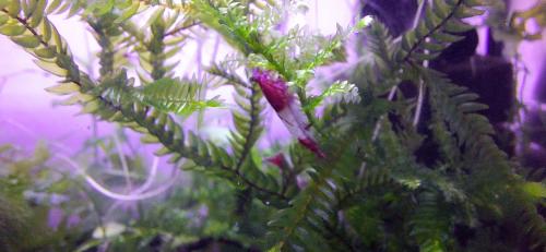 Red rili garnalen