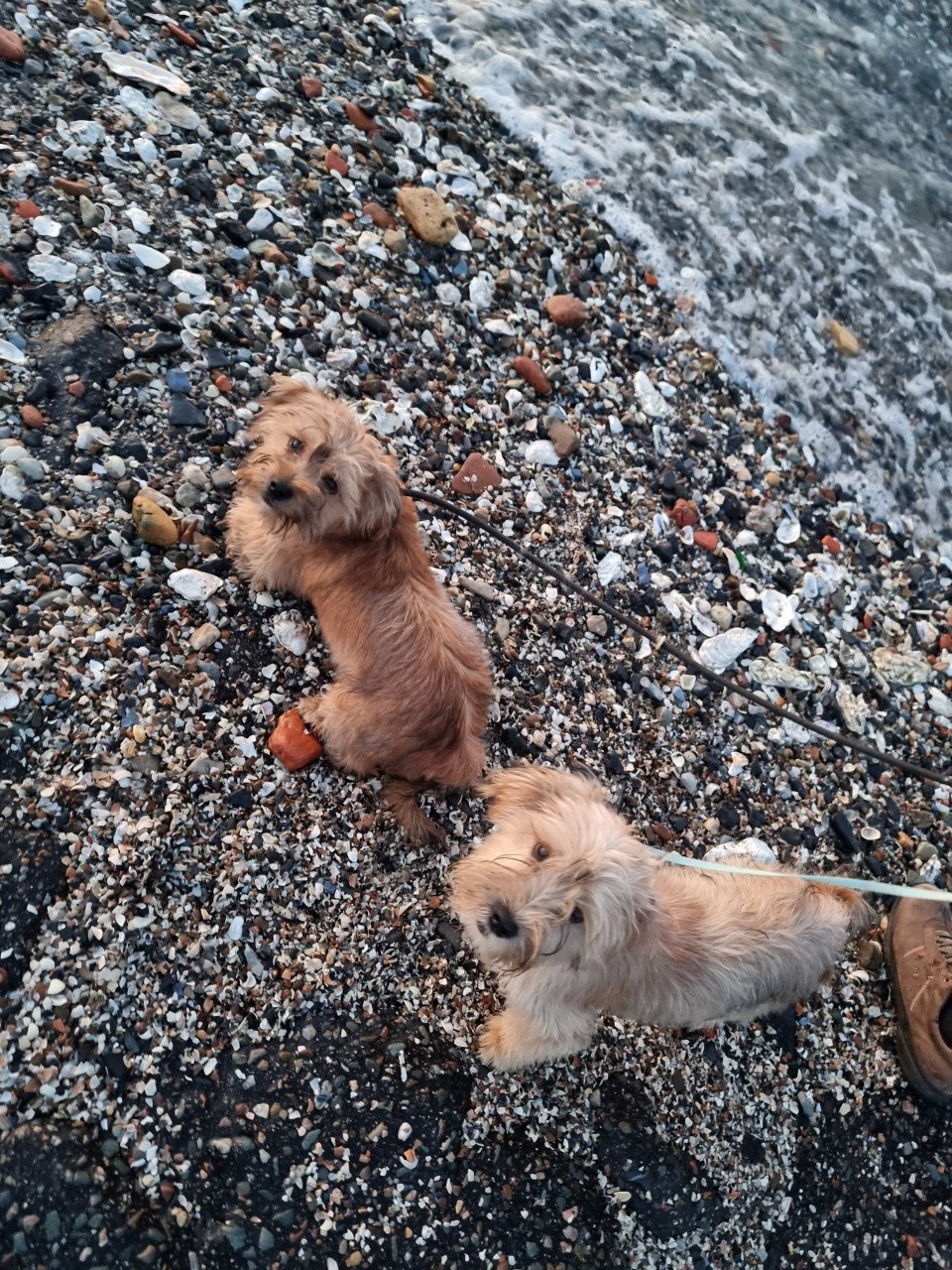 2 pups reutjes moeder Maltezer vader Yorkshire Terrier GEZOND SPEELS LIEF