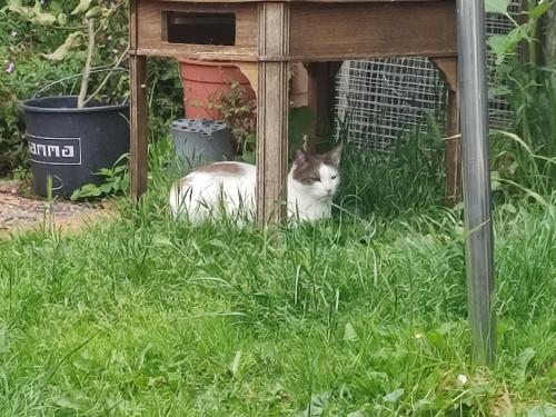 Van wie is deze kat?(Paauwenburg Vlissingen.)