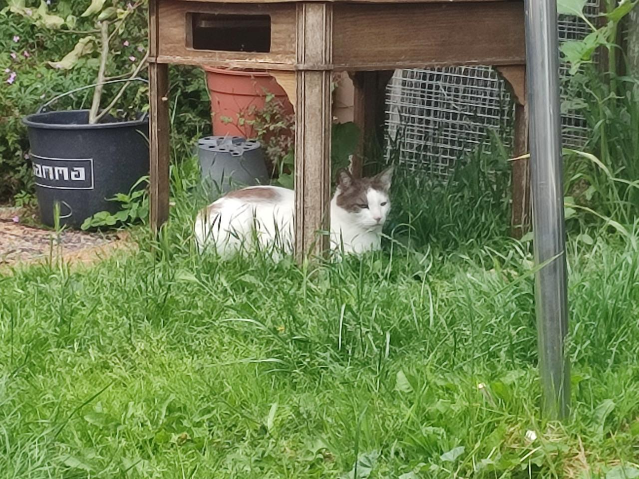 Van wie is deze kat?(Paauwenburg Vlissingen.)