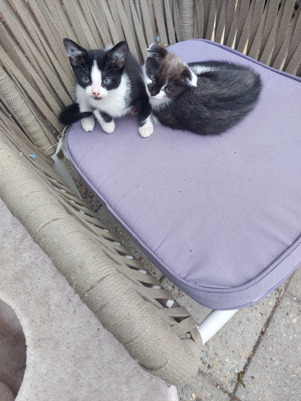 Kittens
