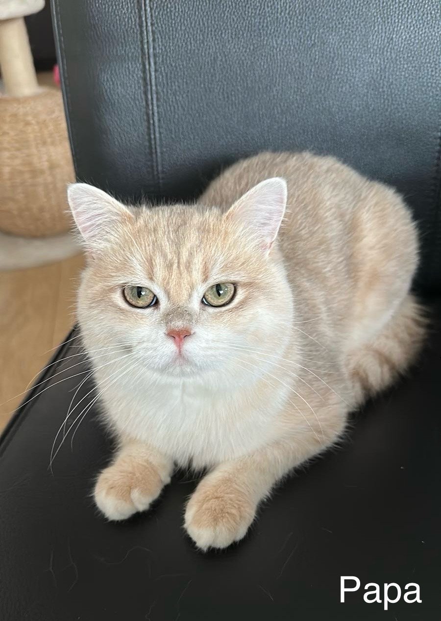 Britse korthaar kittens