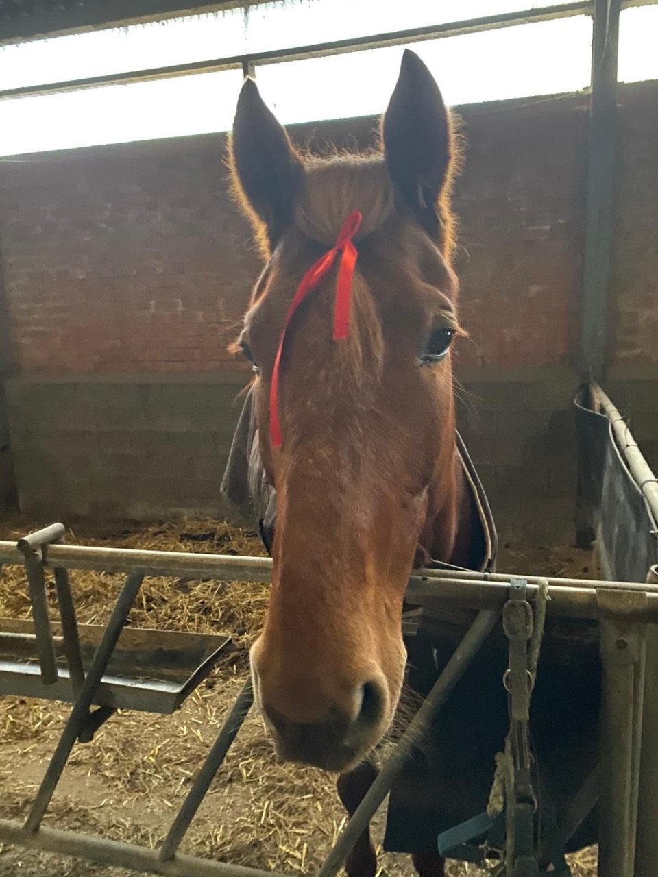 Lief en aanhankelijk paard