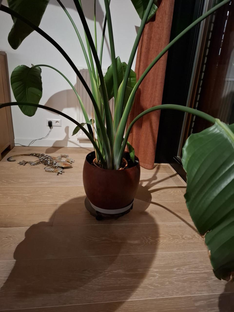 Gereserveerd Kamerplanten