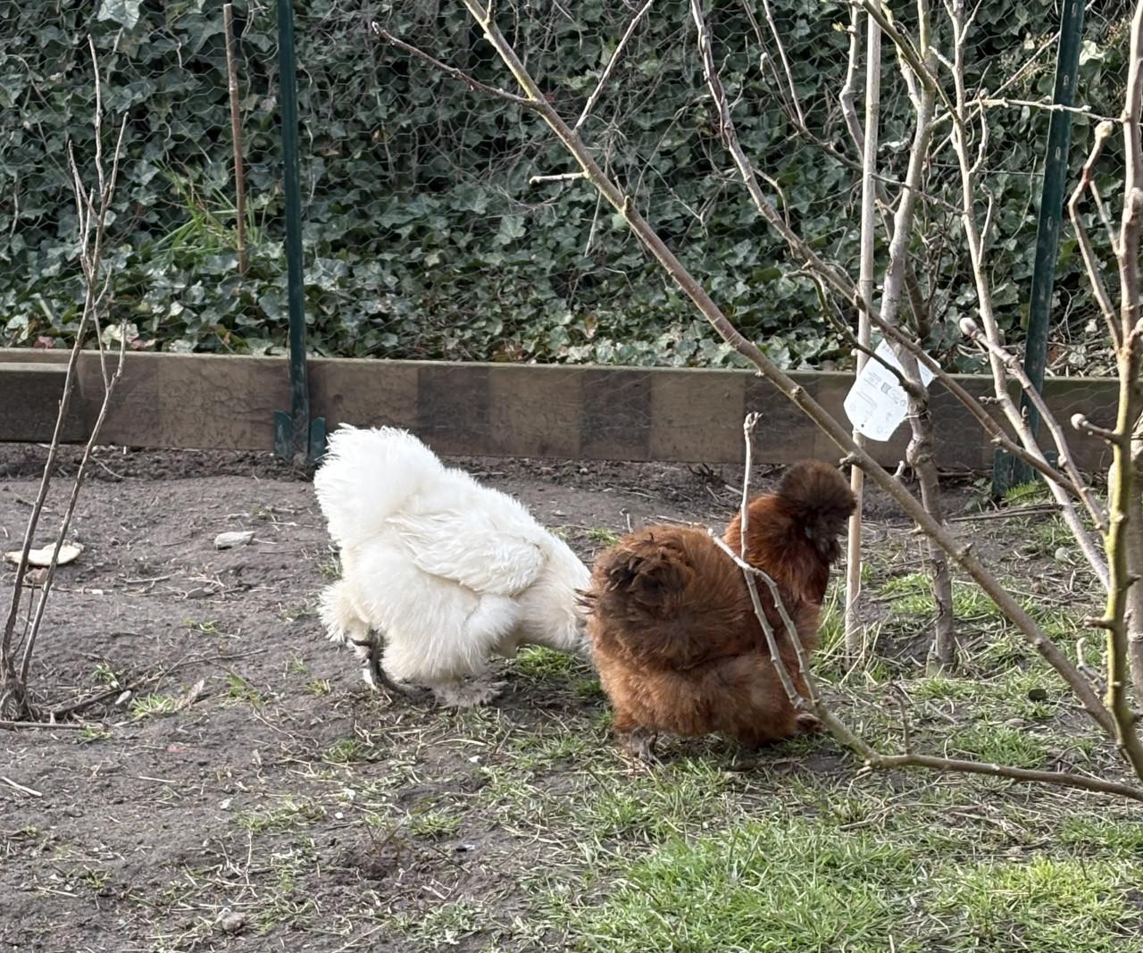 Broedeieren zijdehoen