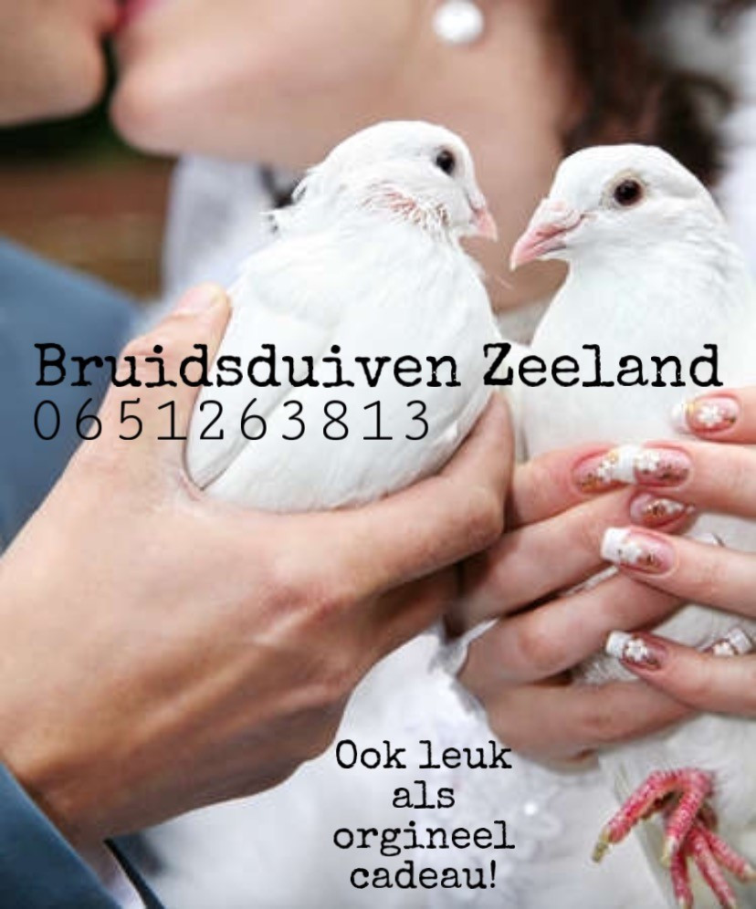 Witte postduiven voor huwelijk