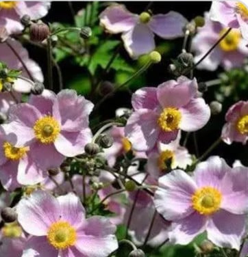 Roze herfstannemoon