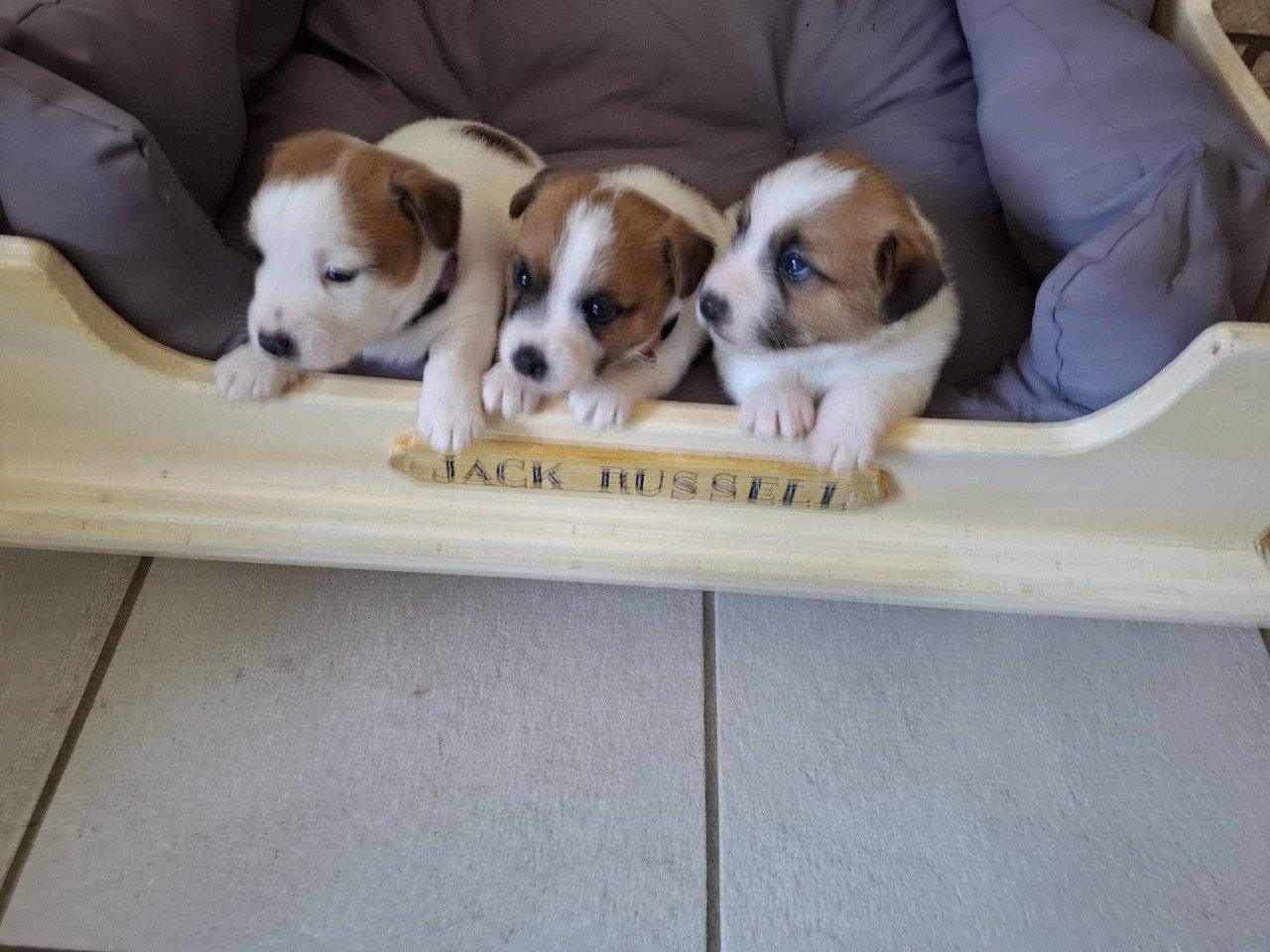 Jack Russell Puppy's