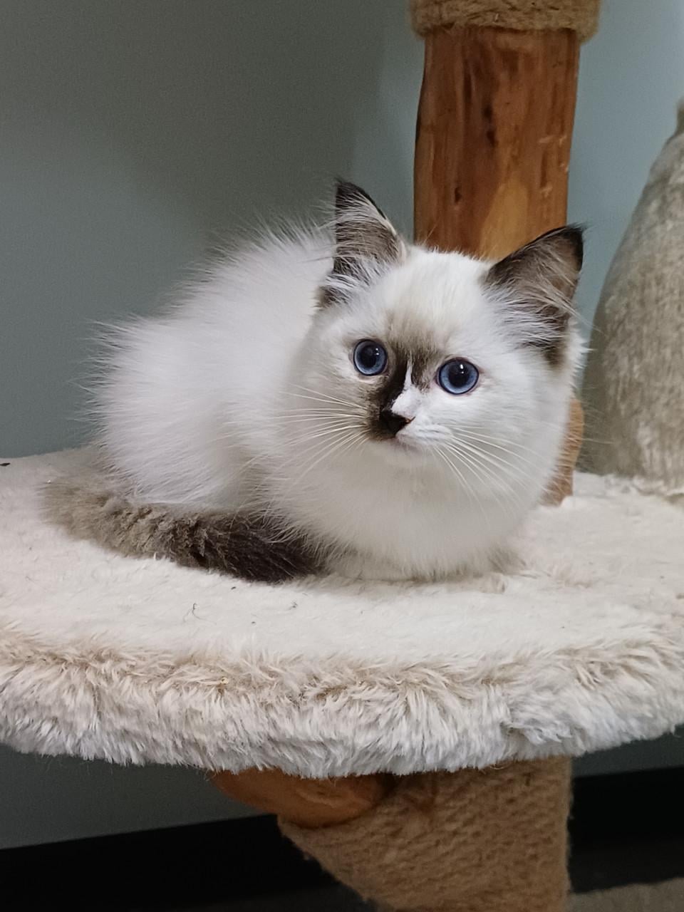 Prachtig Ragdoll poesje met stamboom