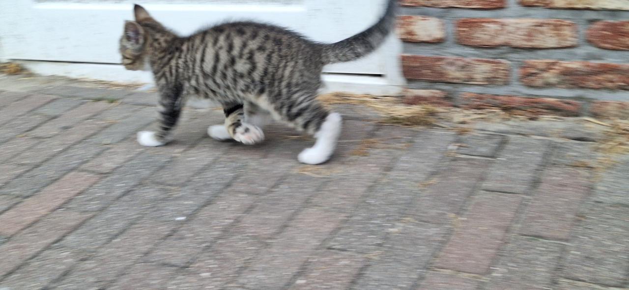 Kittens