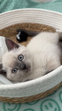 Lieve British Shorthair Colorpoint kitten zoekt een warm thuis
