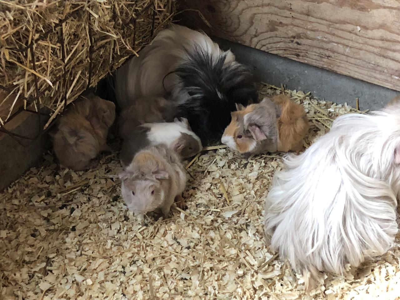 Cavia’s!!!