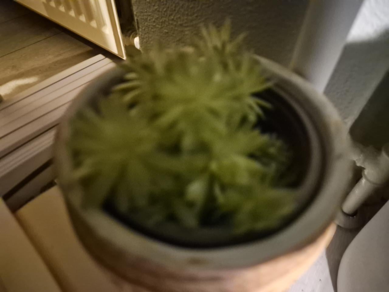 Plantjes
