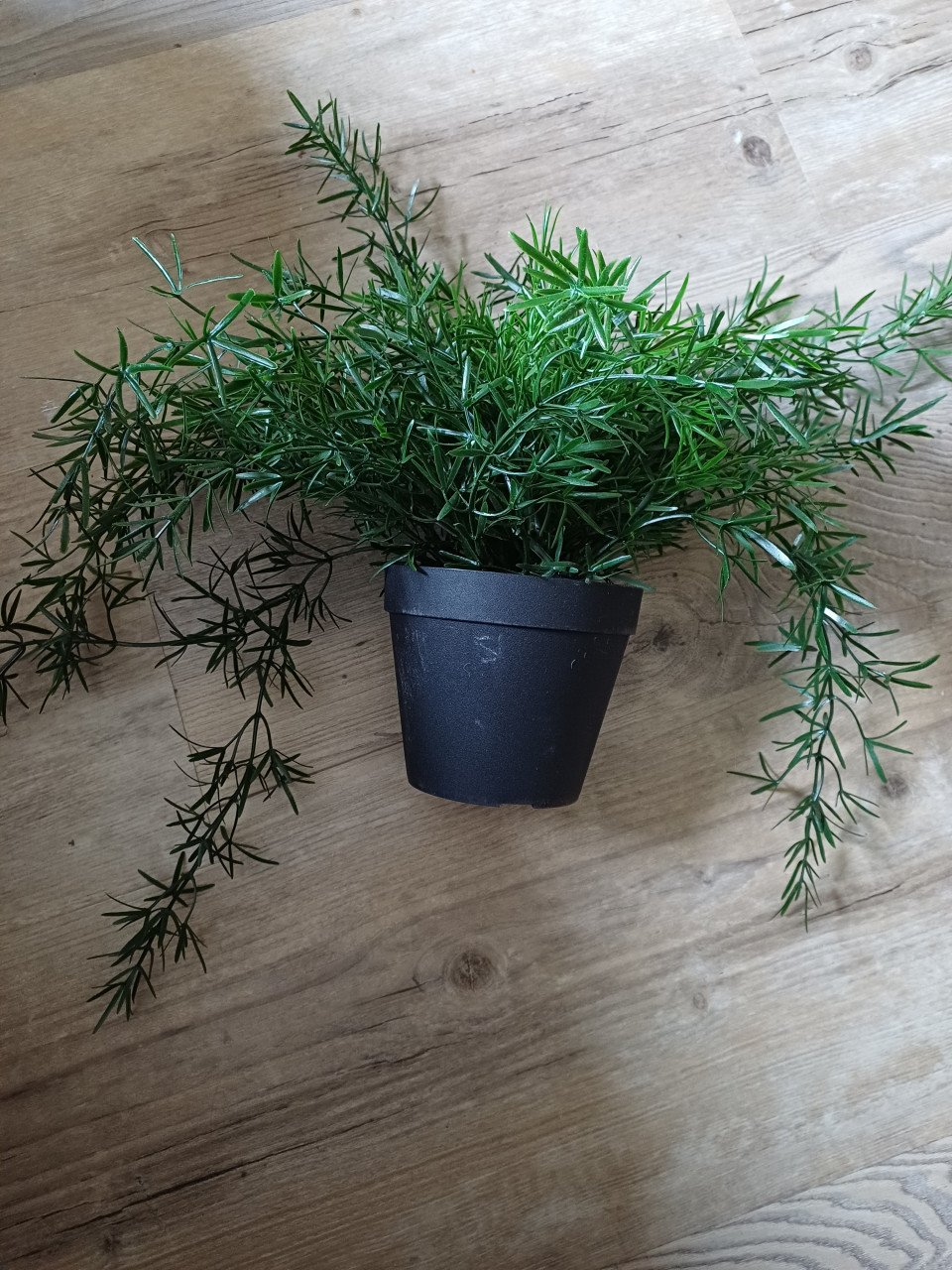 Kunst planten